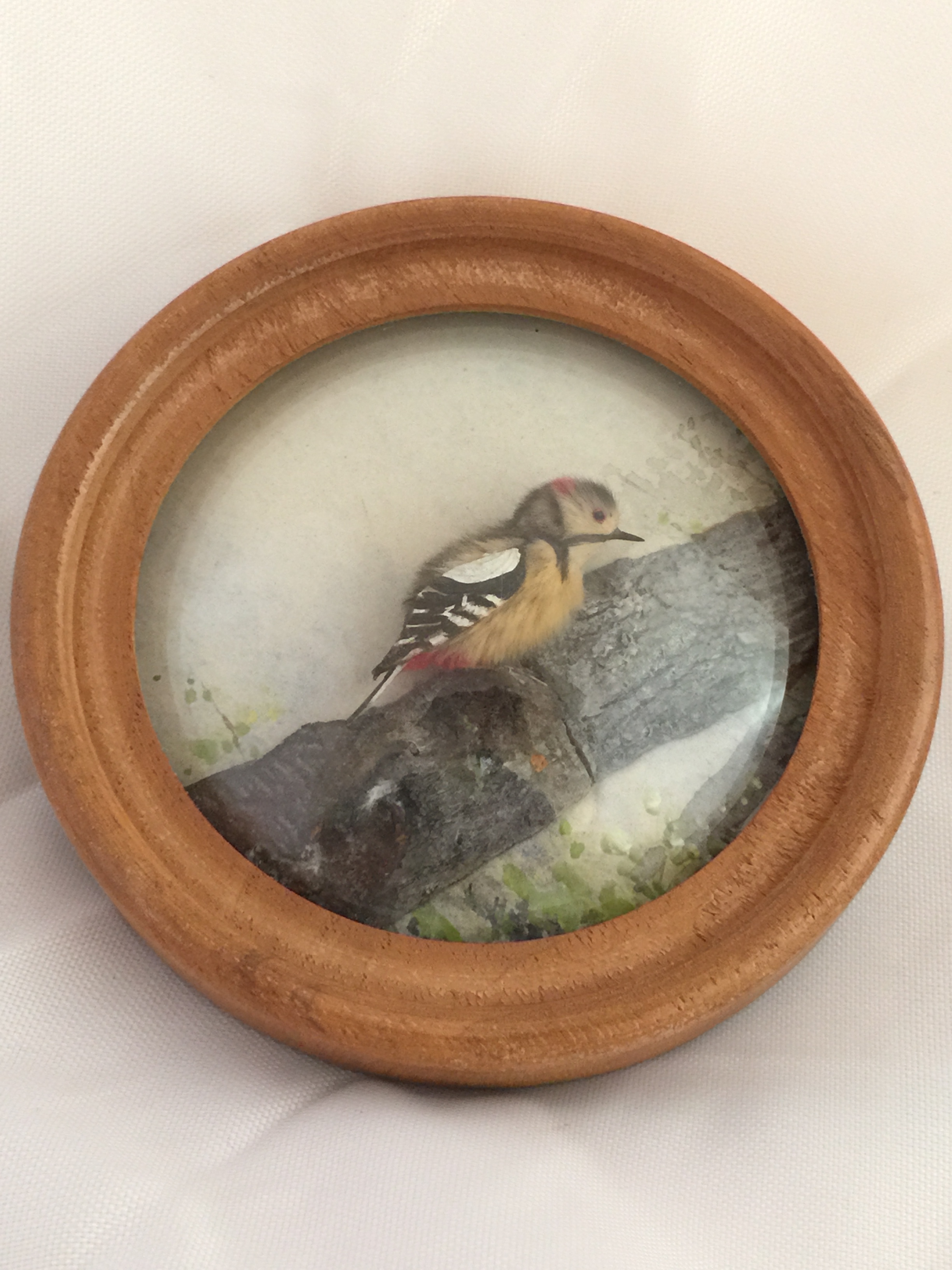 Pied Woodpecker
